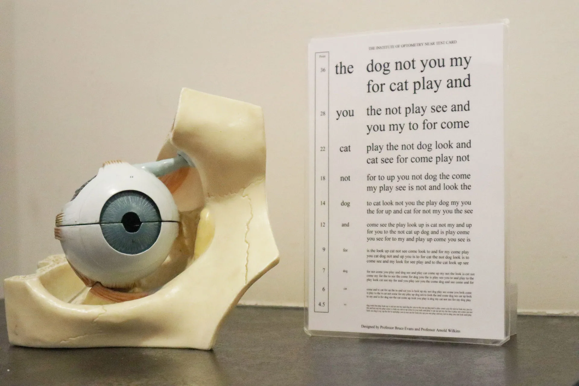 Model of a human eye and its surrounding bones on a table next to an eye test chart with words in varying sizes used for vision testing.