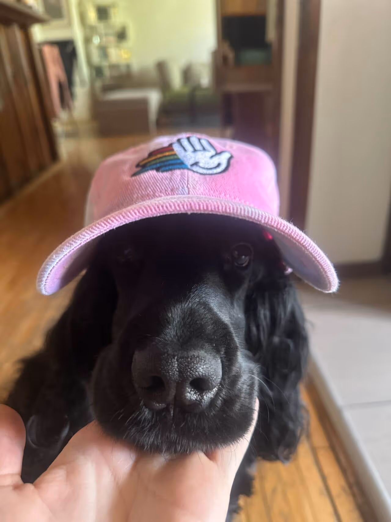 Dog wearing HeyReach cap