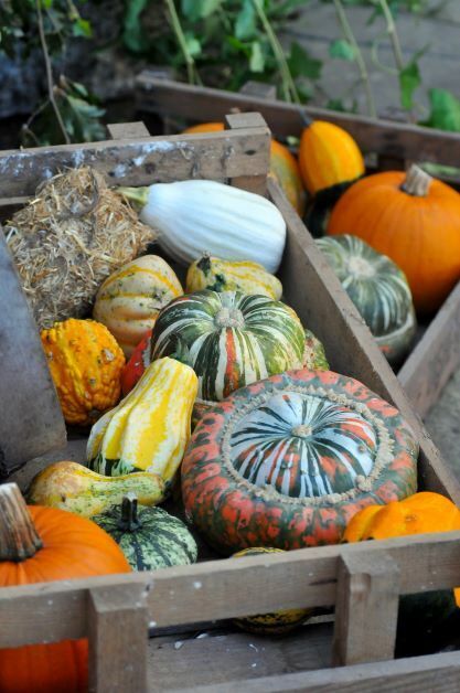 Harrogate Autumn Flower Show