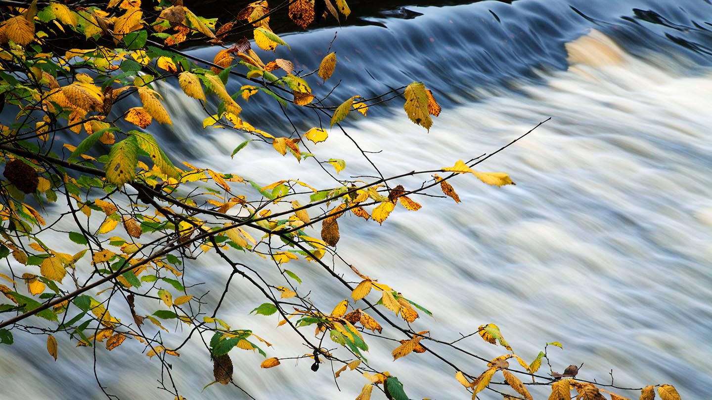 Nidd Gorge