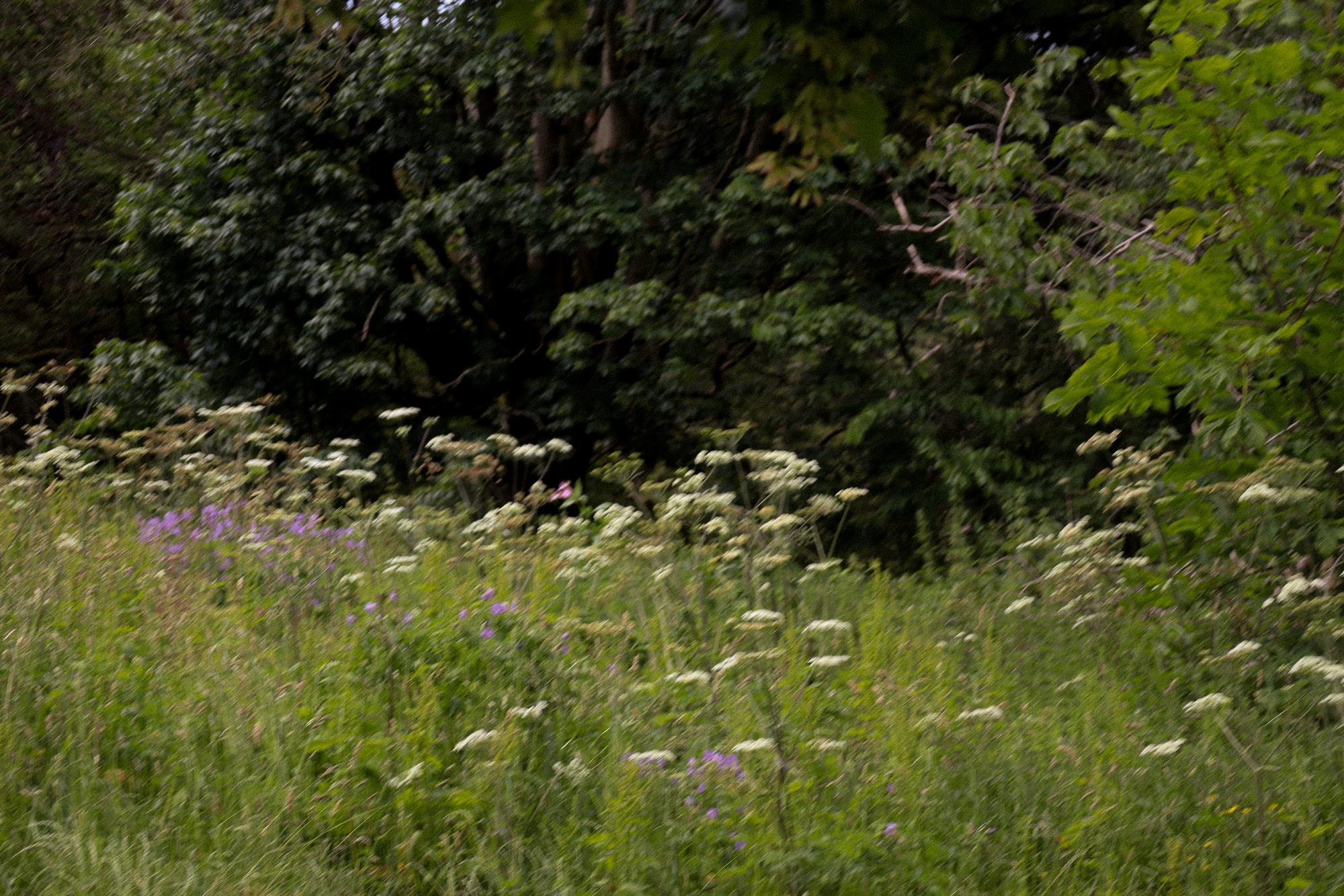 The Pinewoods