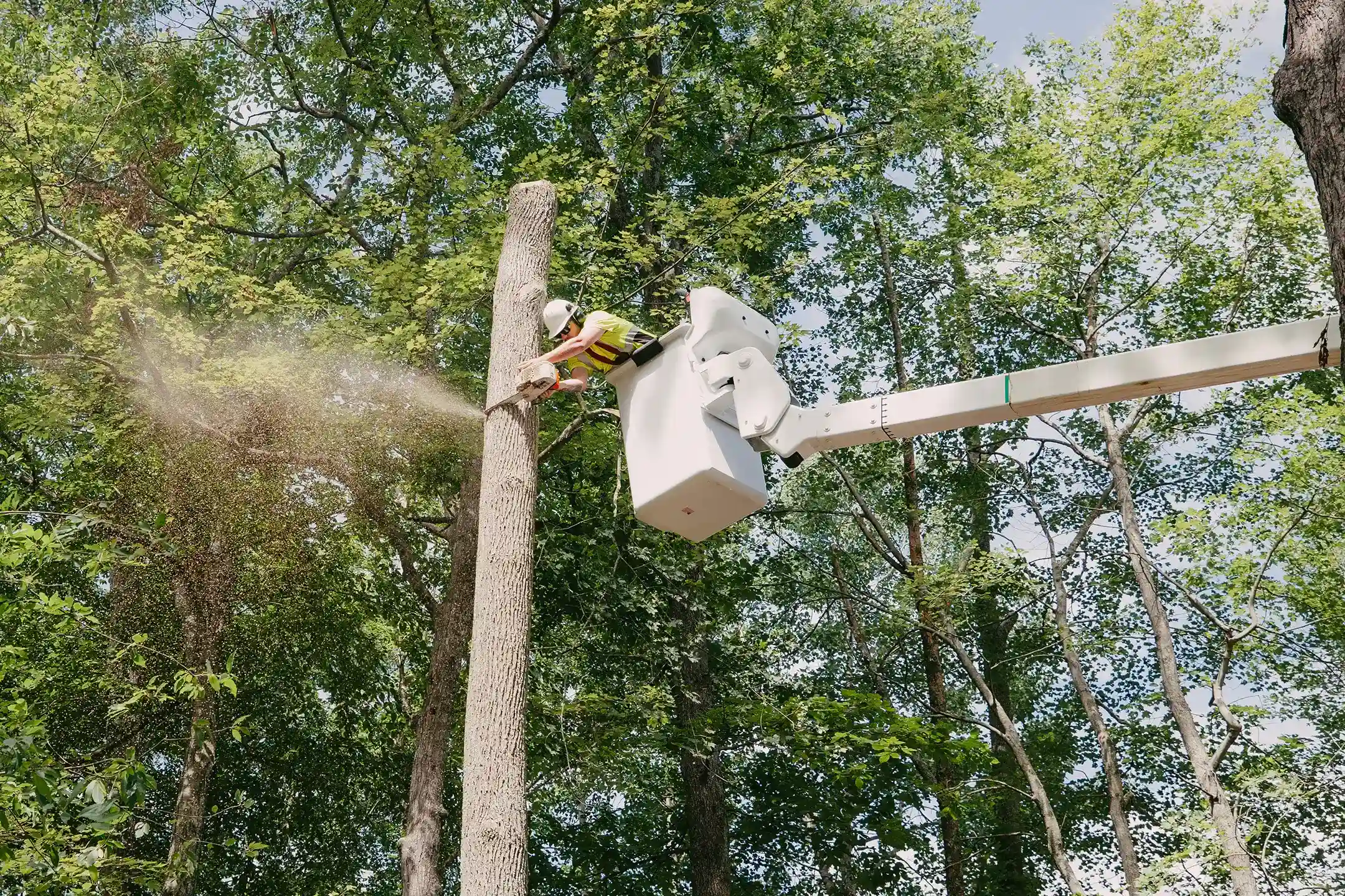 tree work with the CMC 90i spider lift