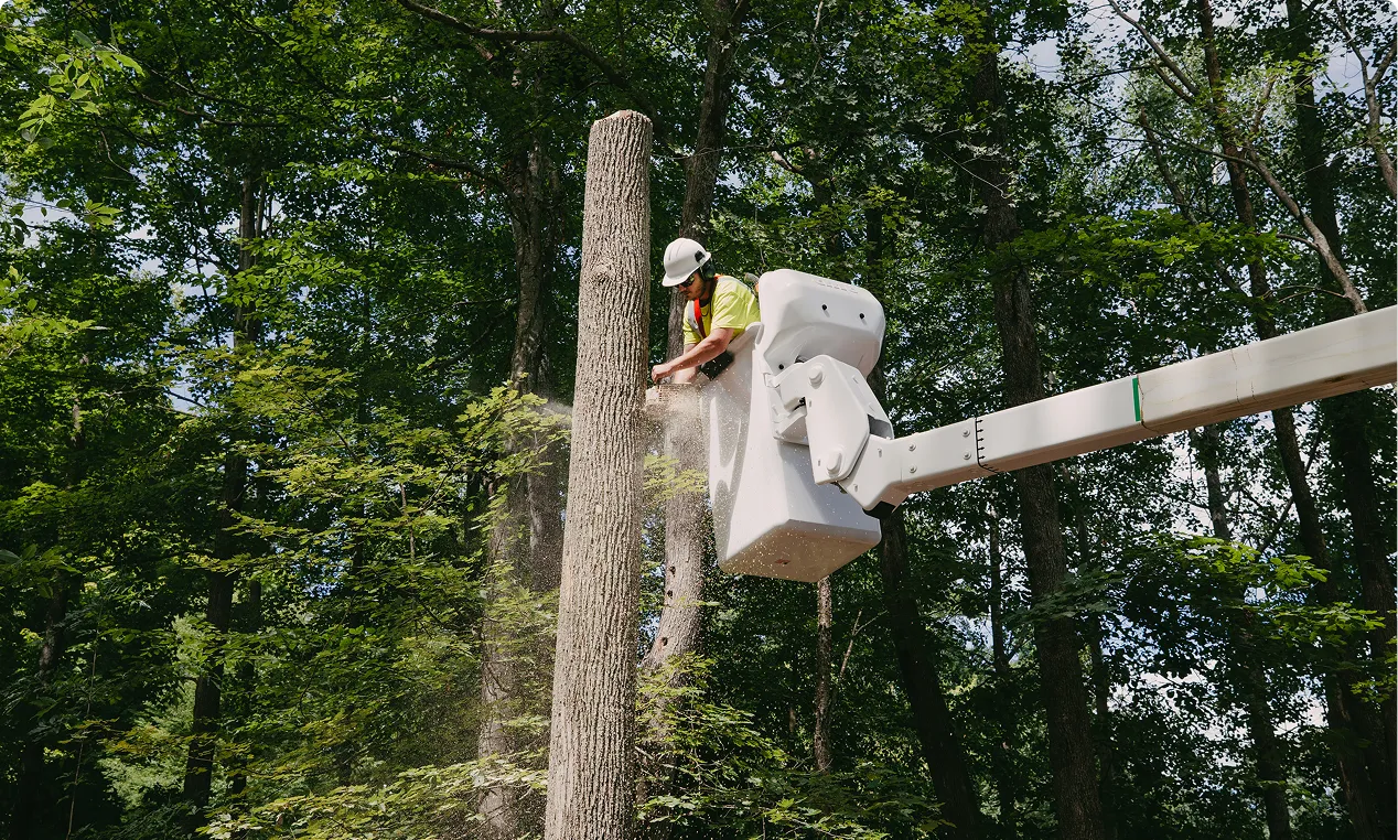 Arborist in a bucket lift cutting a dead tree trunk in a forest