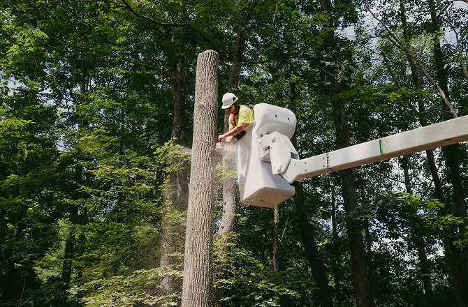 Arborist in a bucket lift cutting a dead tree trunk in a forest