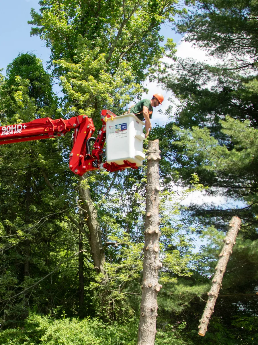 Arborist in a spider lift crane trimming a tall tree branch among forest greenery