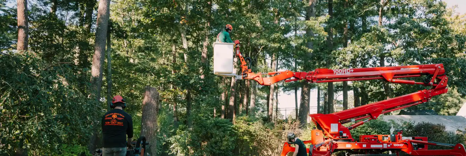 Tree workers using a red lift to trim tall trees in a dense forested area.
