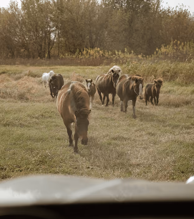 A group of ponies walking toward the camera across a grassy field with trees in the background.