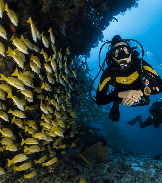 Scuba diver in black wetsuit observing large school of yellow striped fish near coral reef underwater.