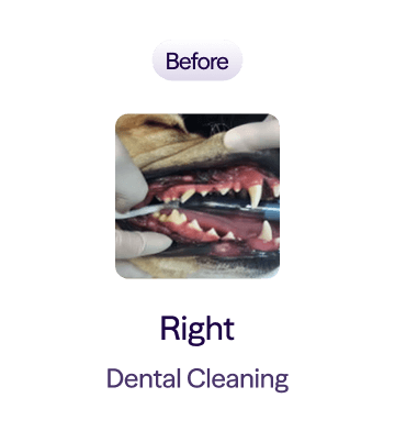 Close-up of dog mouth with dental cleaning in progress on right side, showing teeth and gums.