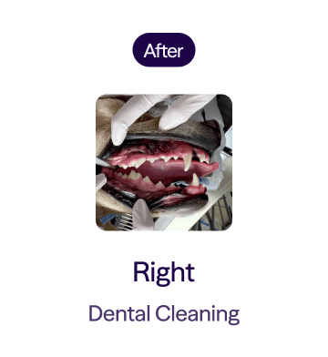 Close-up of a dog's open mouth showing clean teeth after dental cleaning.