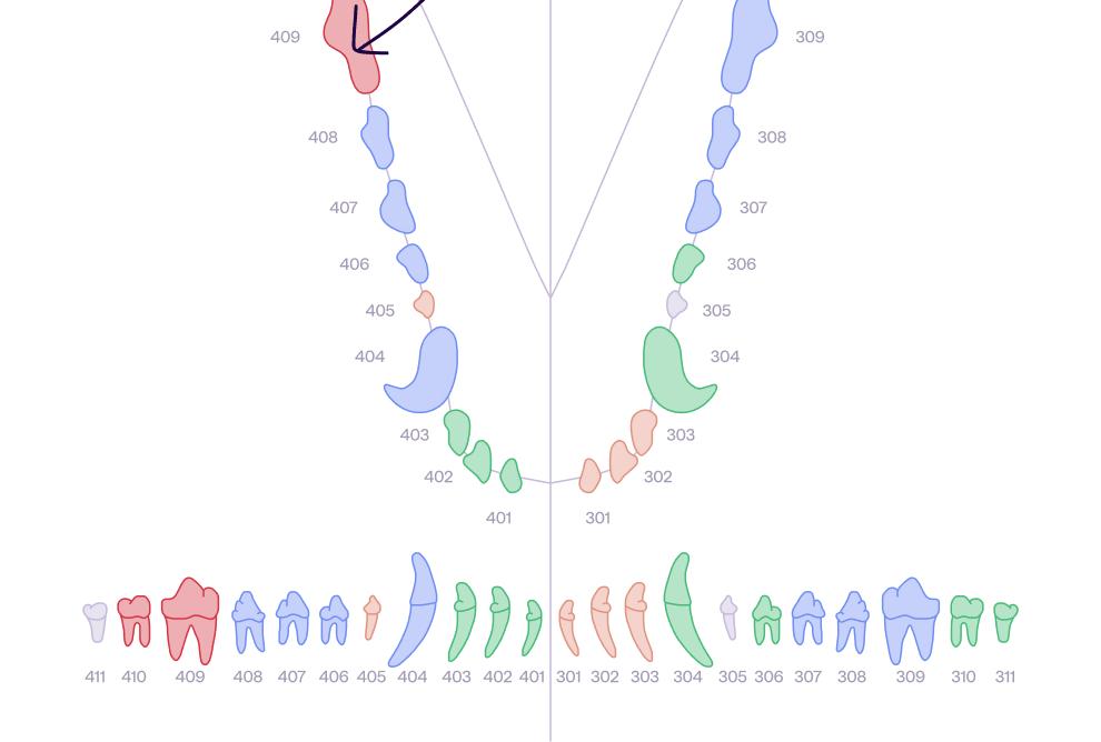 Diagram of canine teeth numbered 301 to 411, color-coded and categorized by type and location.