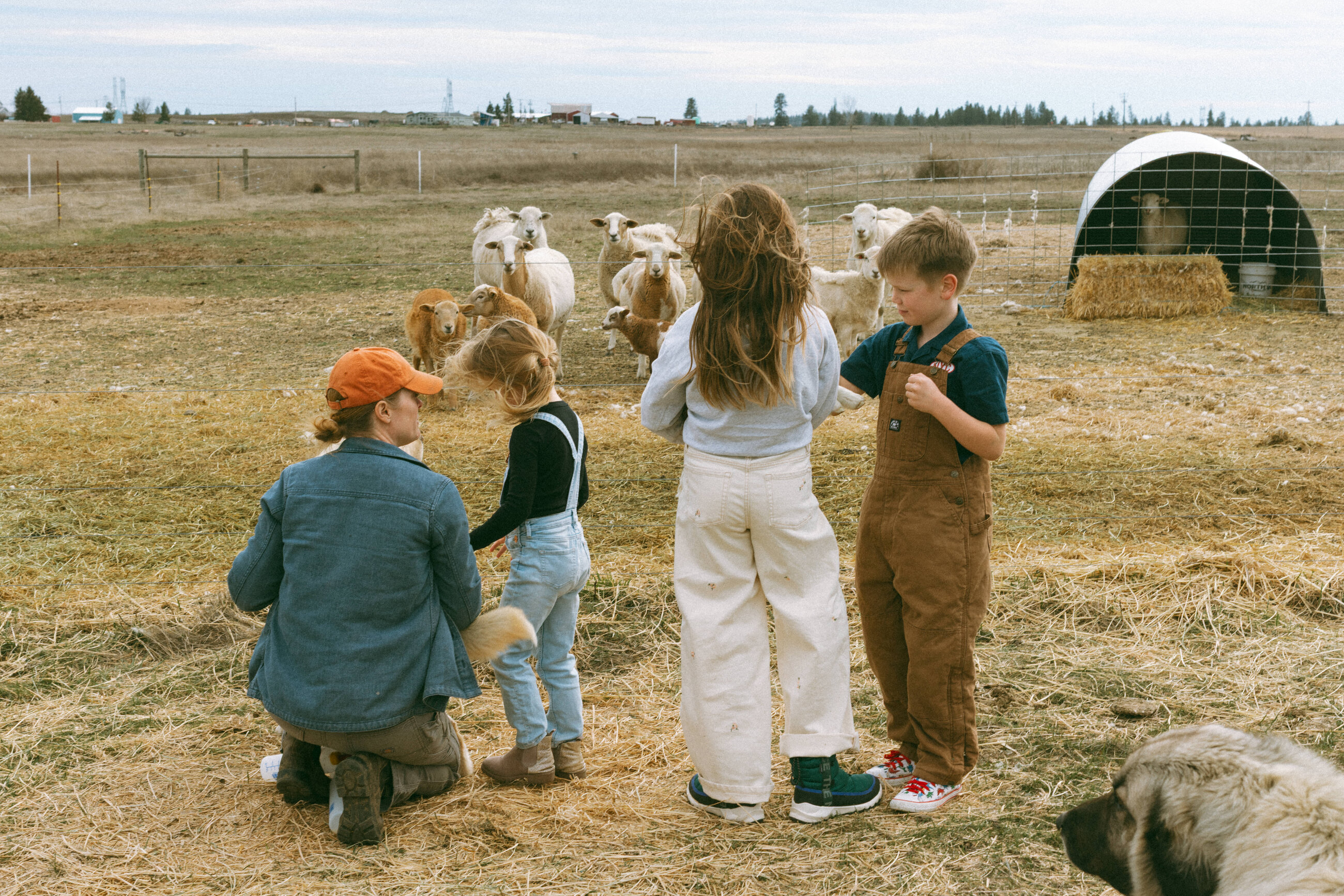 A family standing out on pasture with the sheep flock