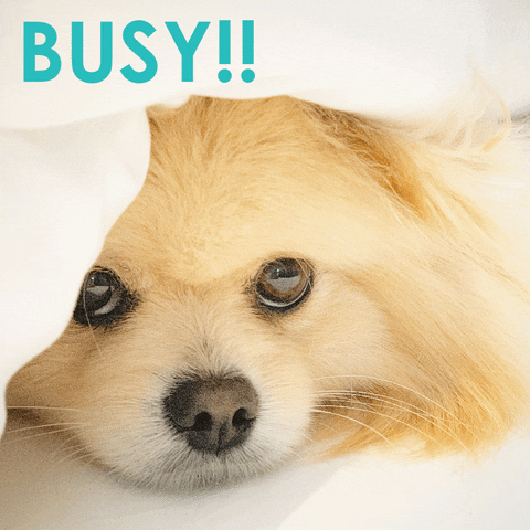 A cute dog