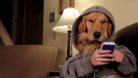 GIF of a dog playing with mobile