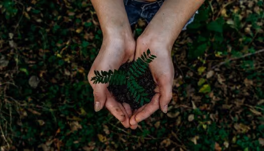 Small Green Plant In Hand