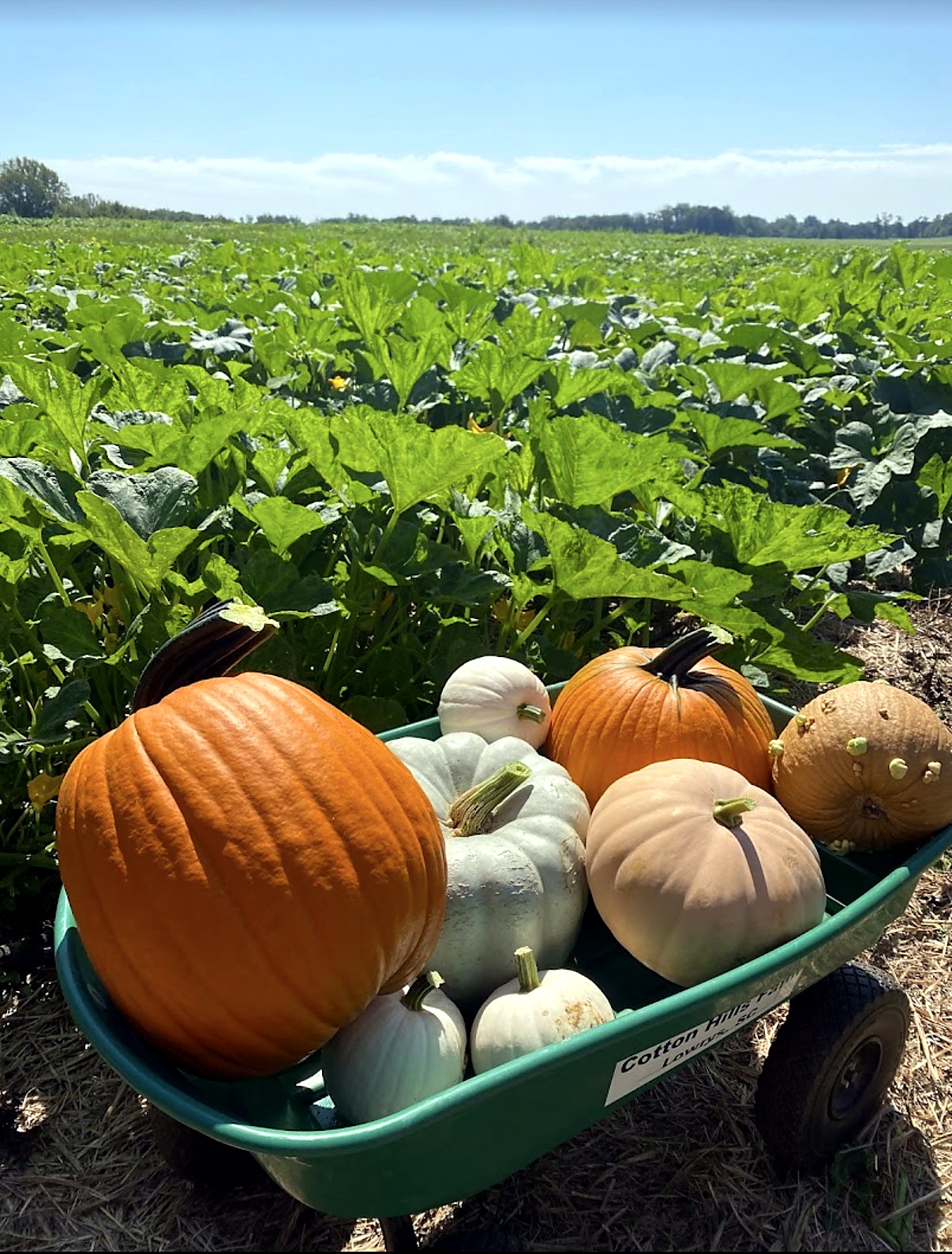 A wagon filled with pumpkins and gourds in a field at Cotton Hills Farm.