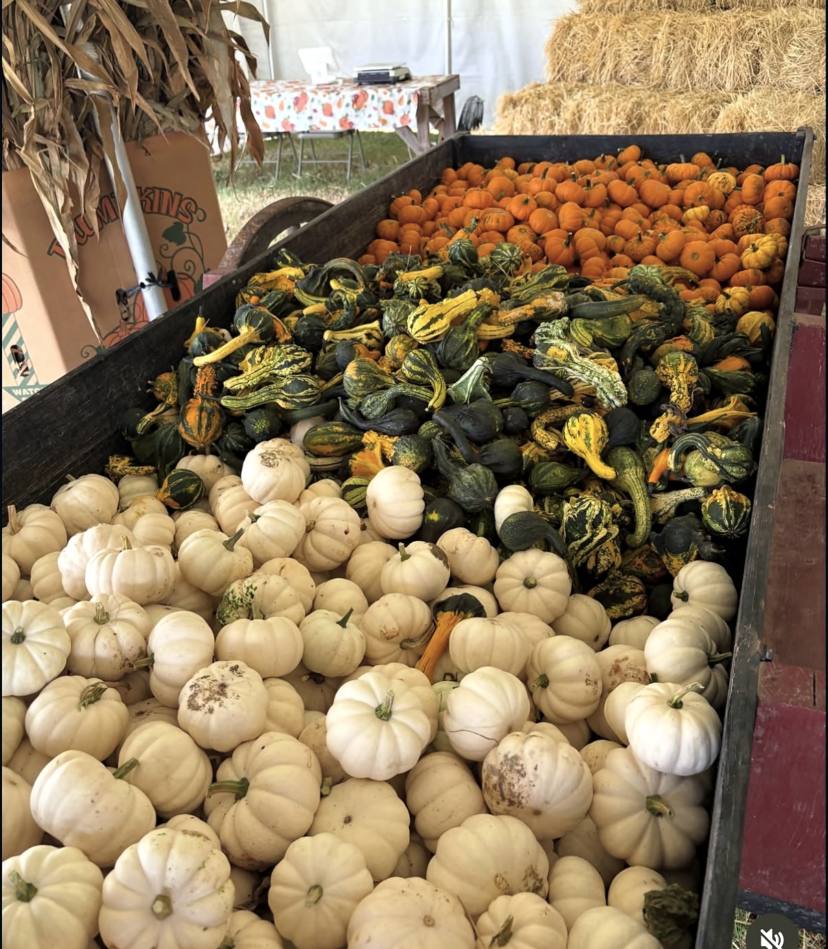 Cotton Hills Farm