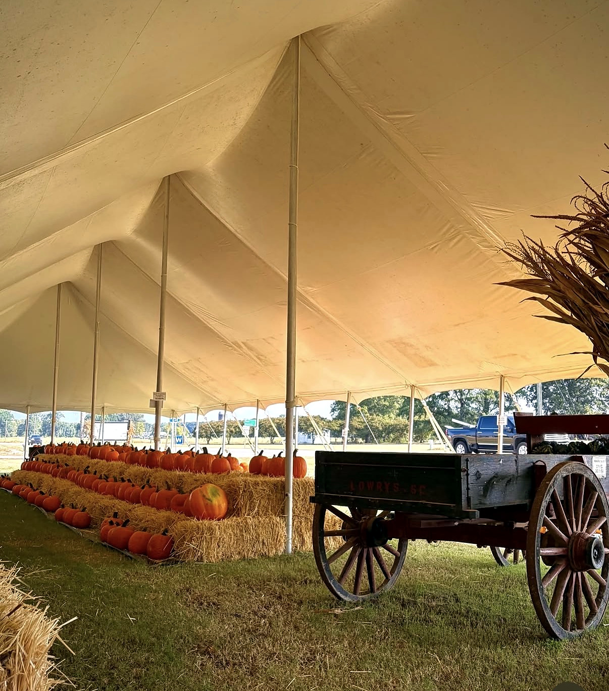 A wagon filled with pumpkins and gourds in a field at Cotton Hills Farm.