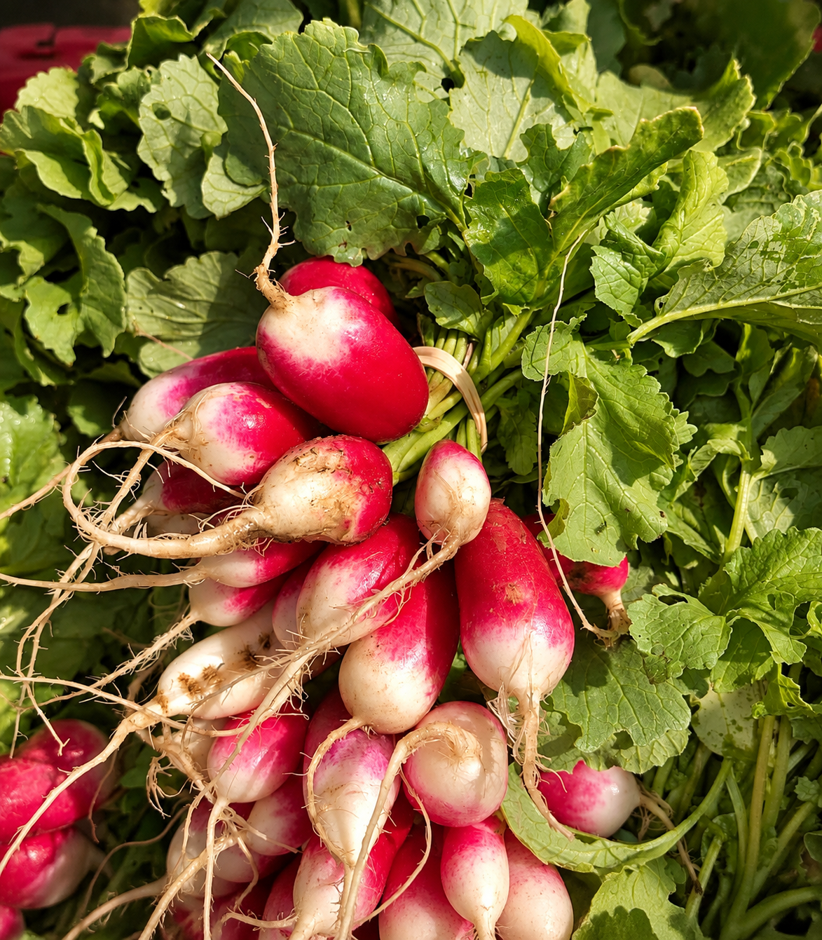 Lowland Farms