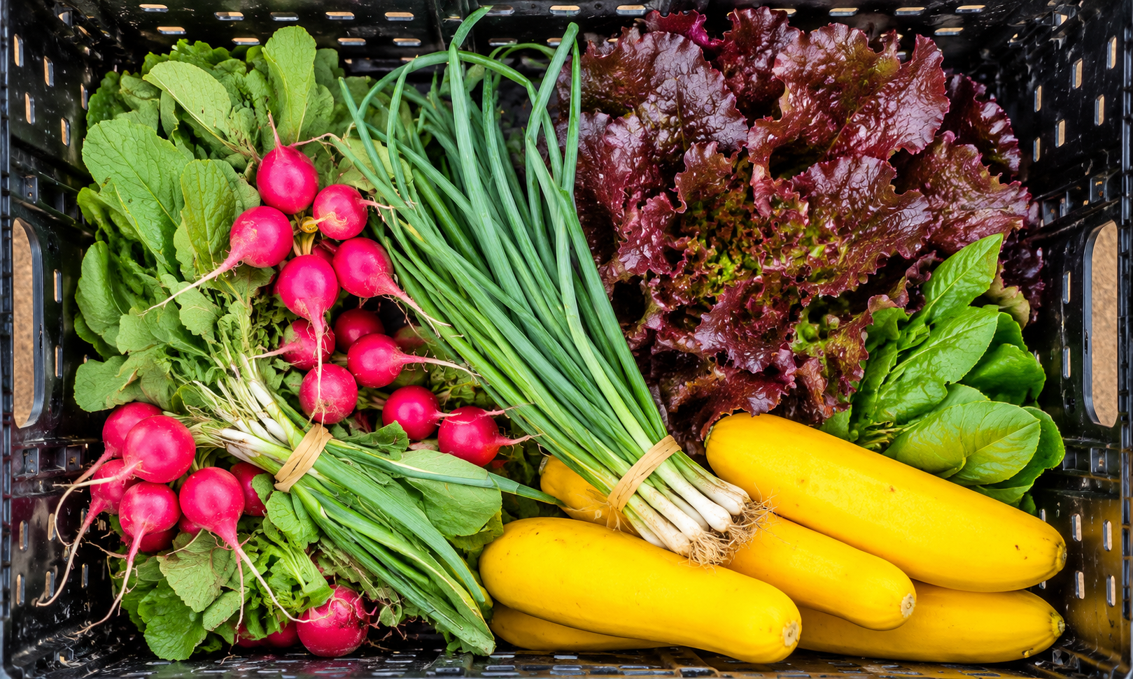 Wooden crate filled with colorful vegetables, including yellow squash, radishes and leafy greens.