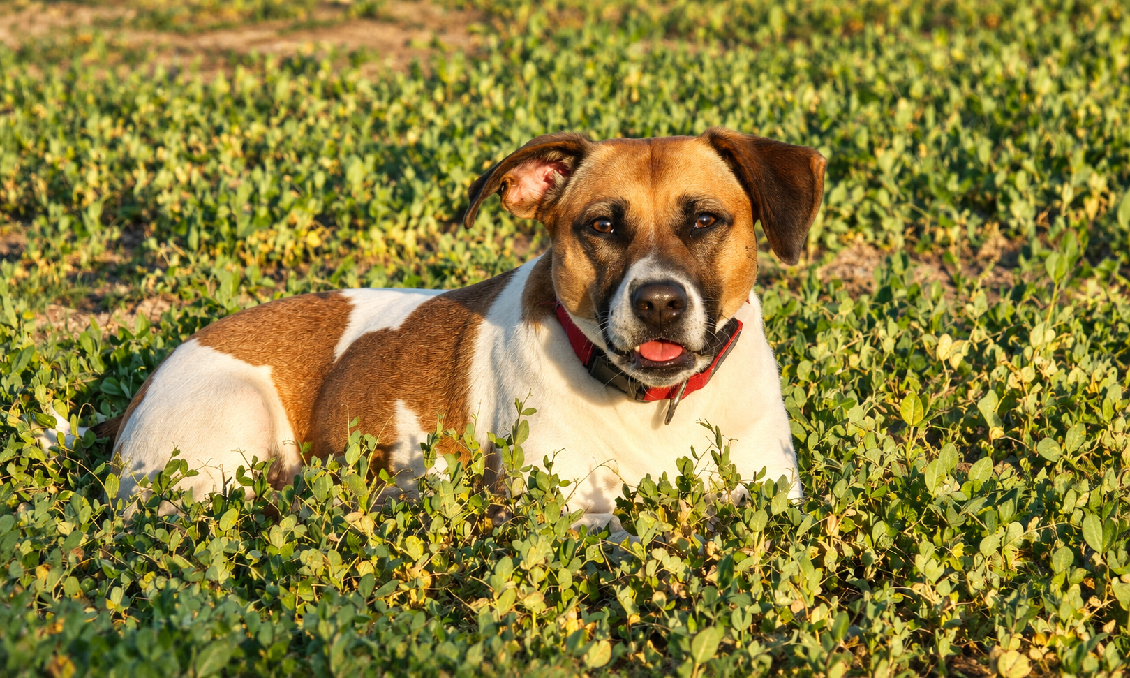 White and brown dog standing among green plants and yellow flowers.