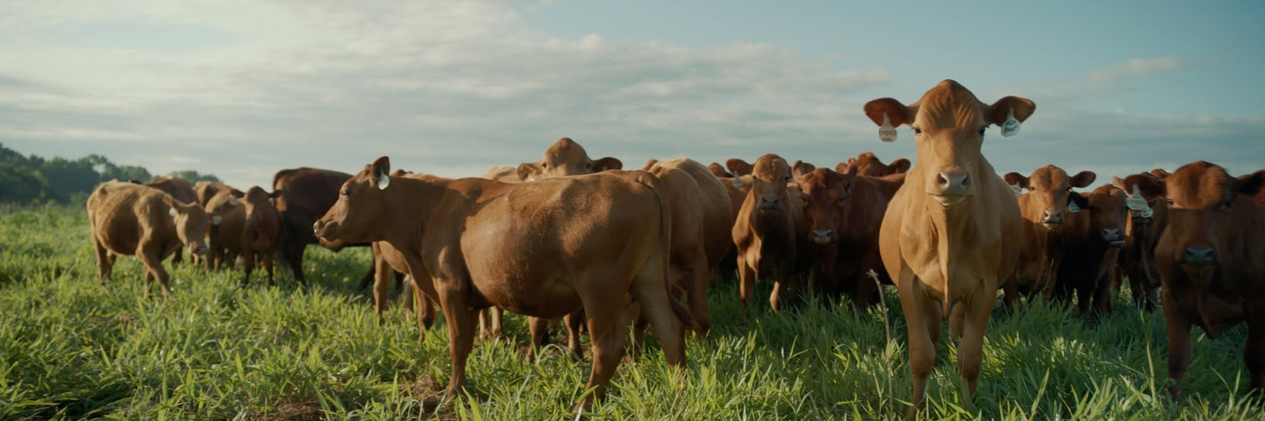 South Poll cattle grazing in pasture at Cooper Family Farms in Pinewood, South Carolina.