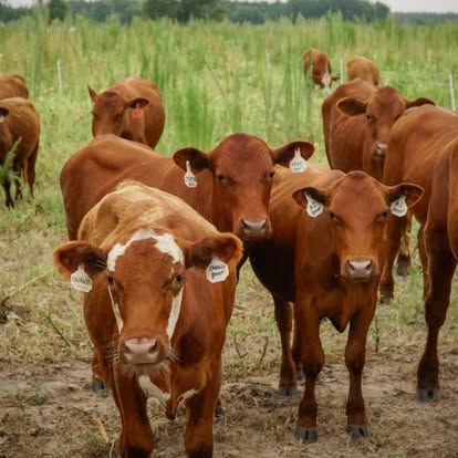 A group of reddish-brown South Poll cattle looking toward the camera in pasture.