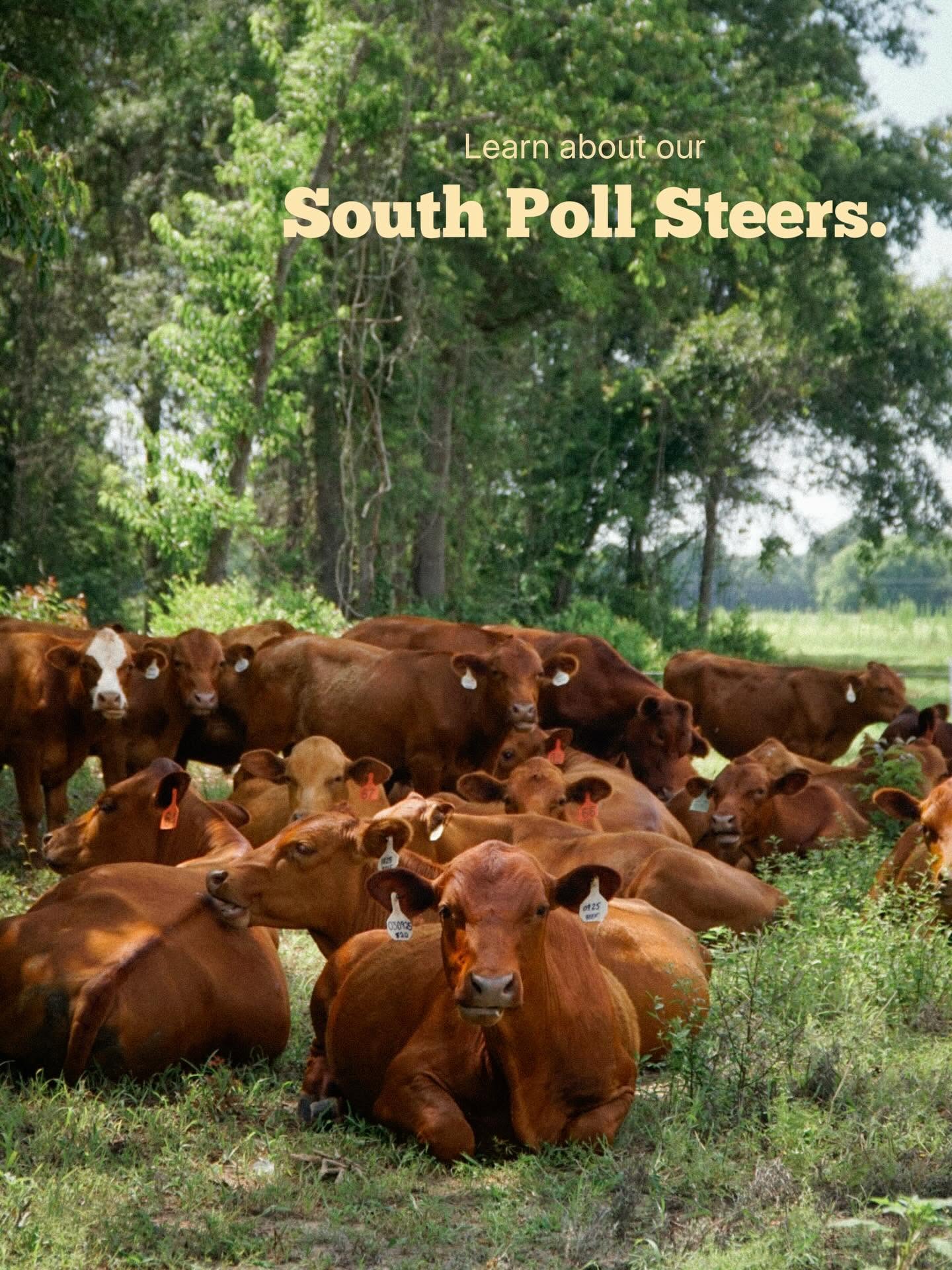 Reddish-brown cattle resting and grazing beneath trees at Cooper Family Farms.