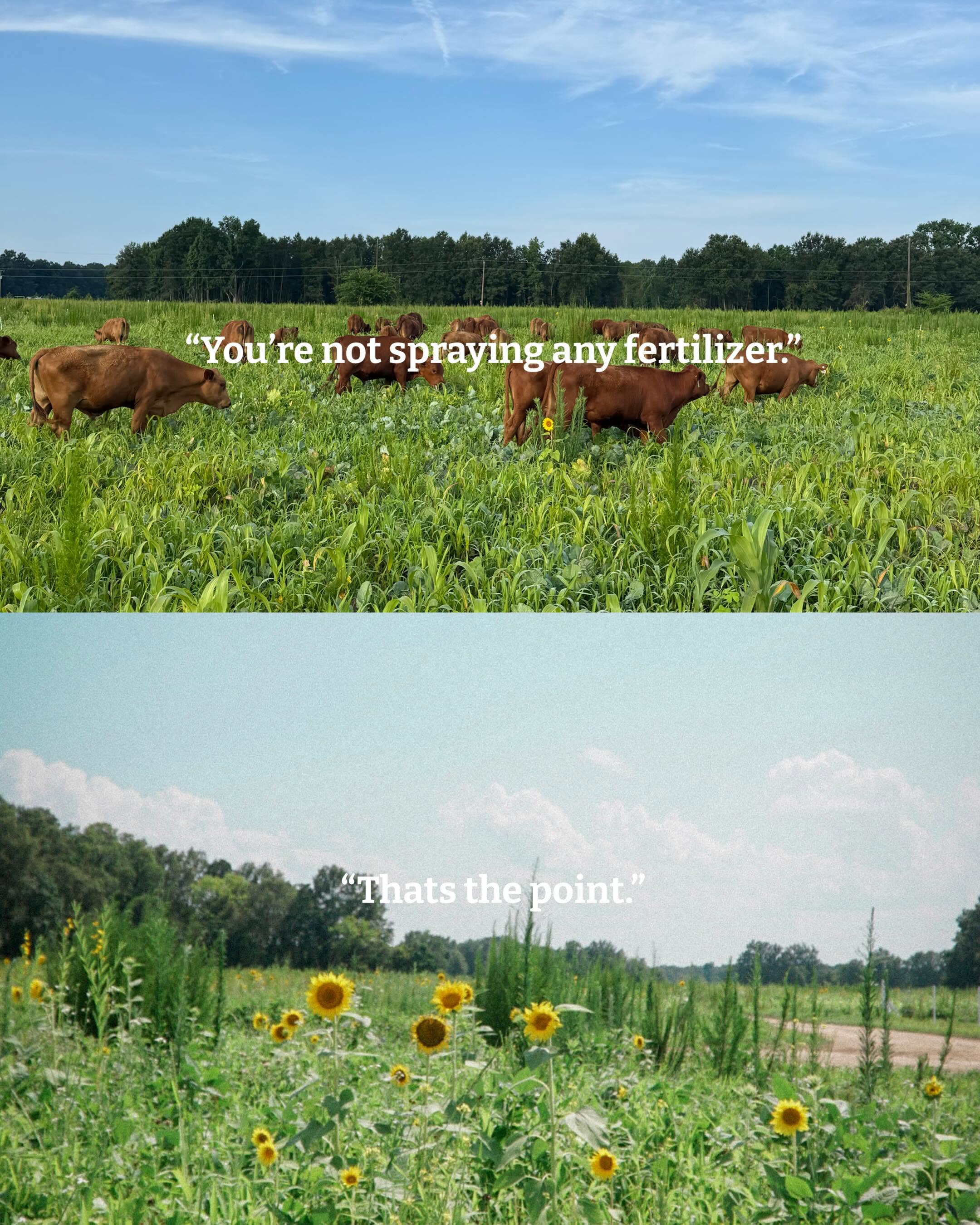 Cattle grazing in green pasture at Cooper Family Farms.