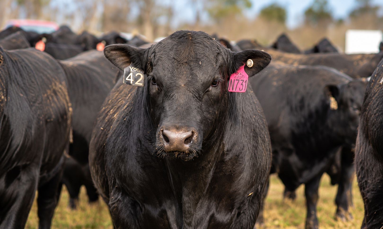 Black Angus cattle wearing ear tags beside a fence.