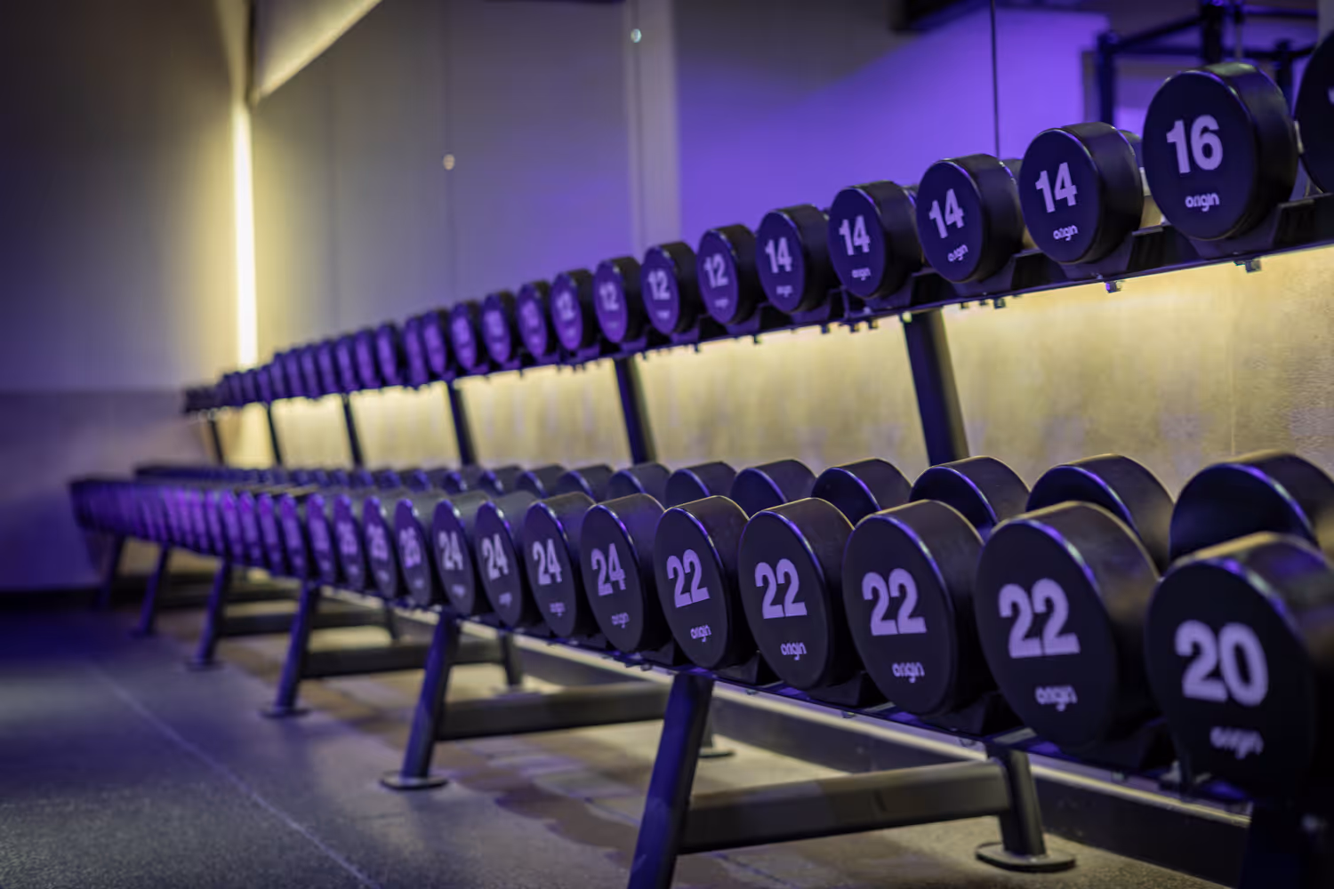 Rows of black dumbbells with white weight numbers on a metal rack in a gym setting with purple lighting.