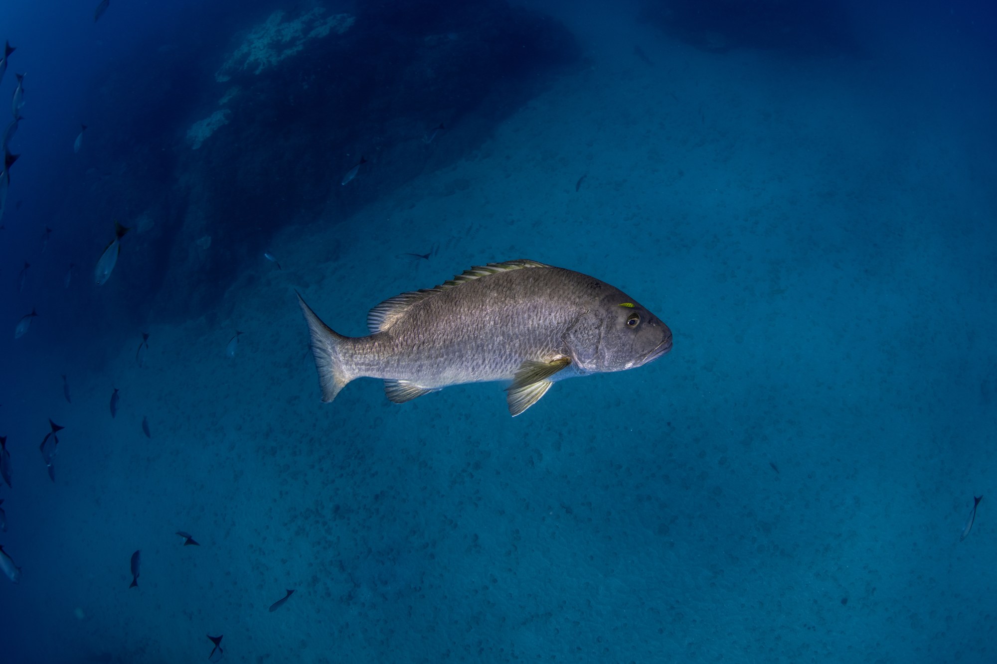 A large reef fish swimming above the seabed in Costa Rica