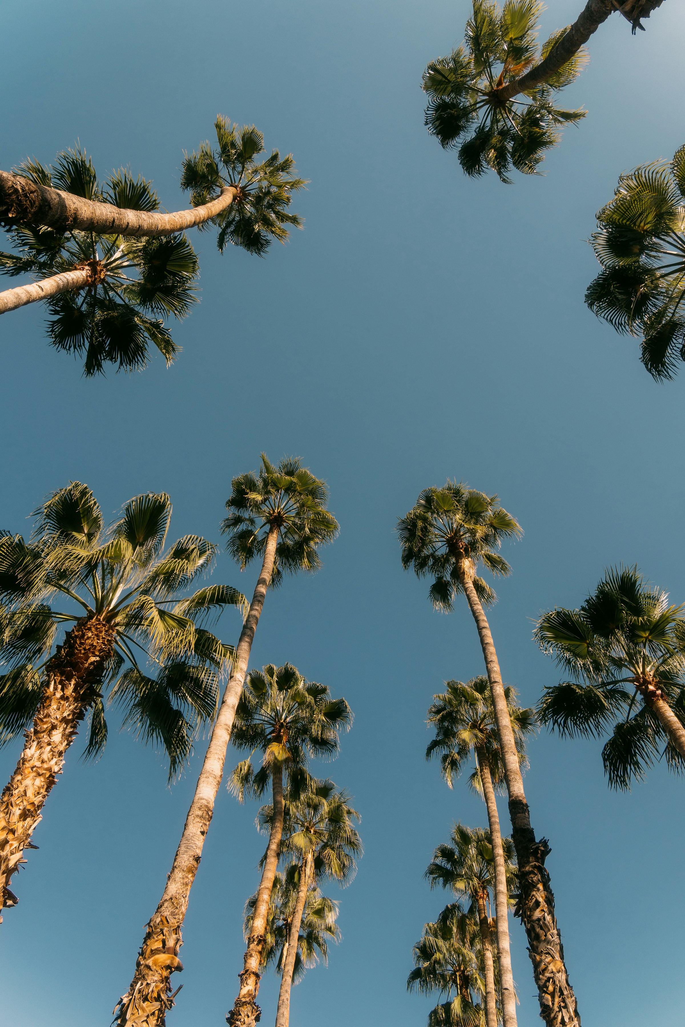 Palms at Jardin Majorelle, Marrakech