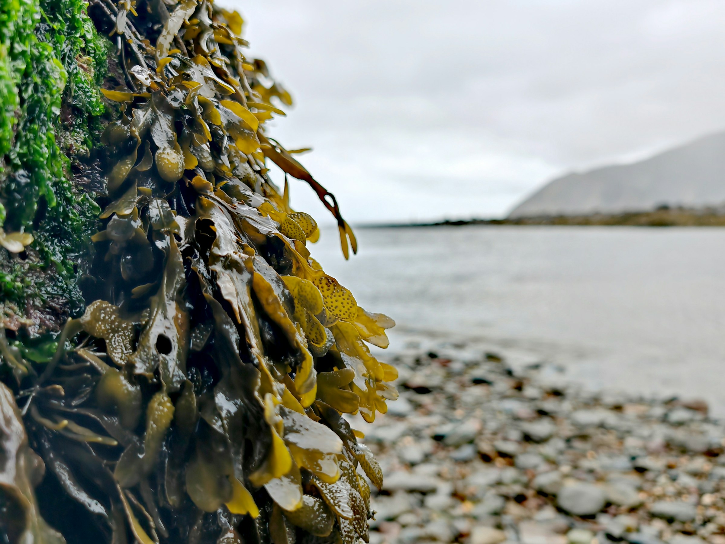 Seaweed on a rocky shoreline with mountains beyond