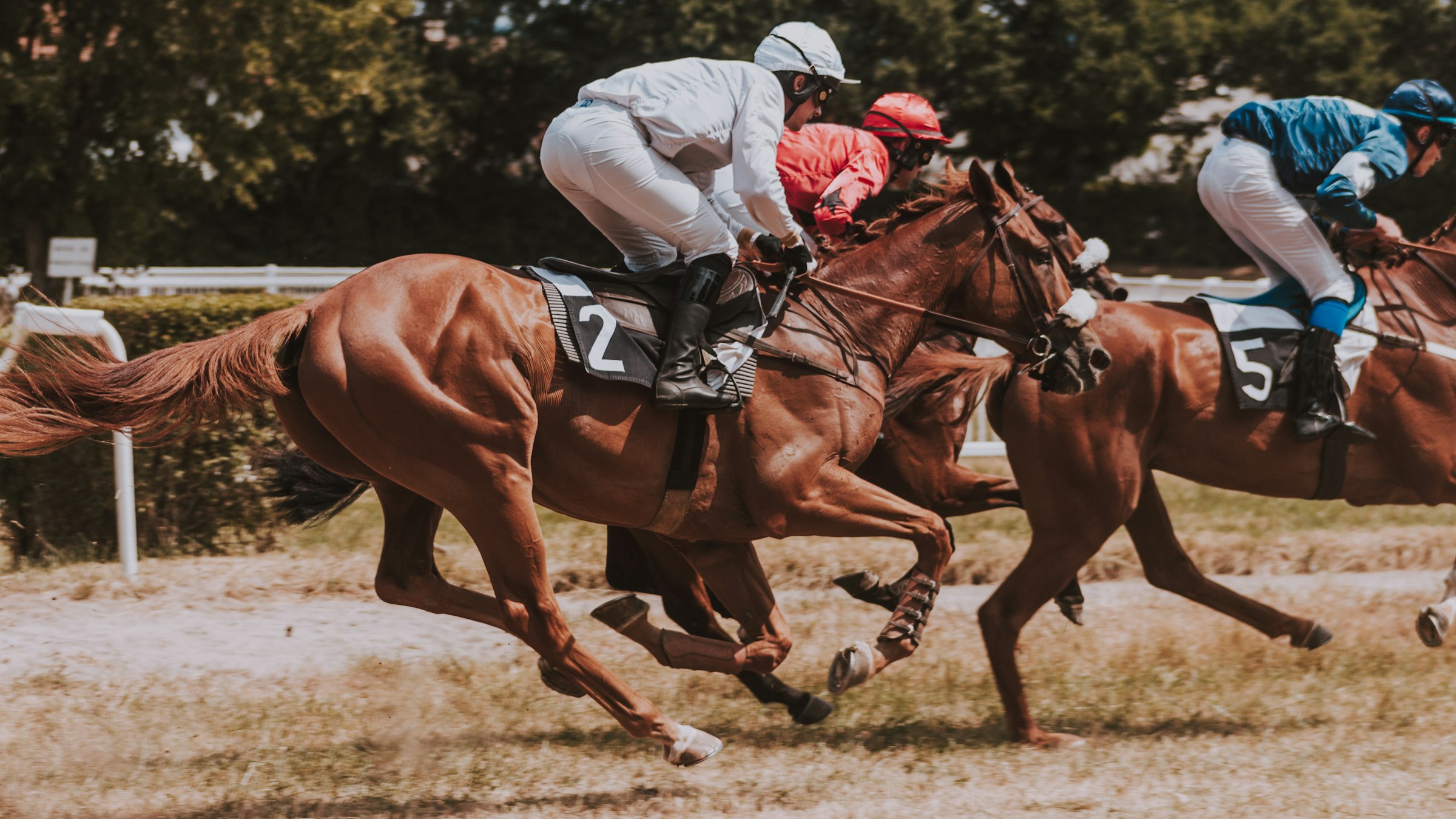 Two jockeys riding hard in a horse race