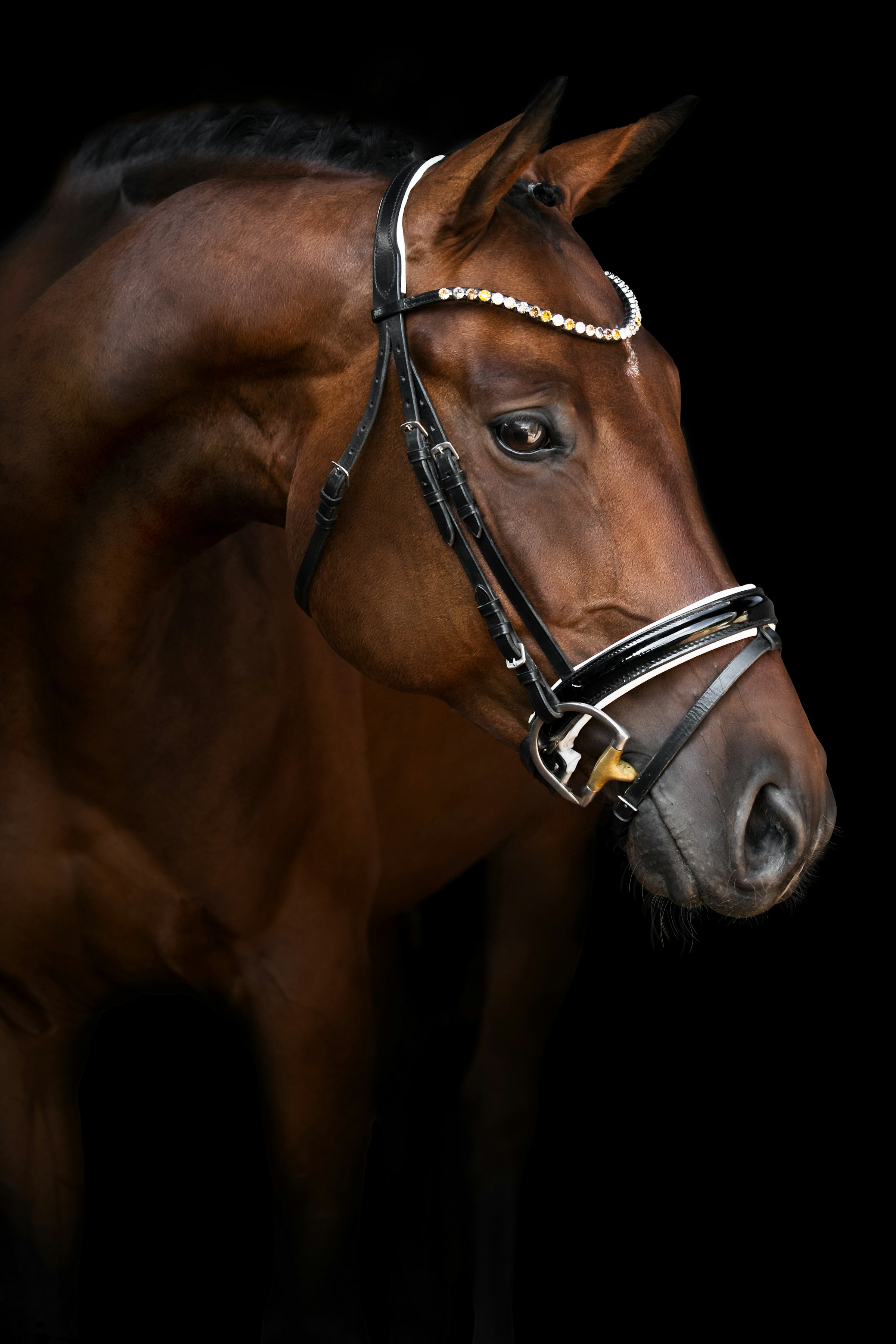 A bay thoroughbred in a bridle, photographed against a black background