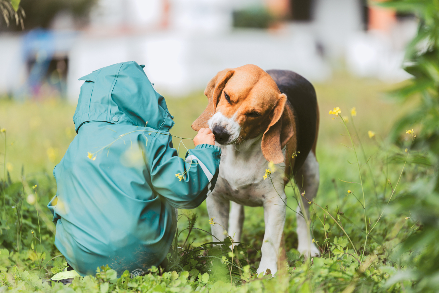Child with dog in grass stock image