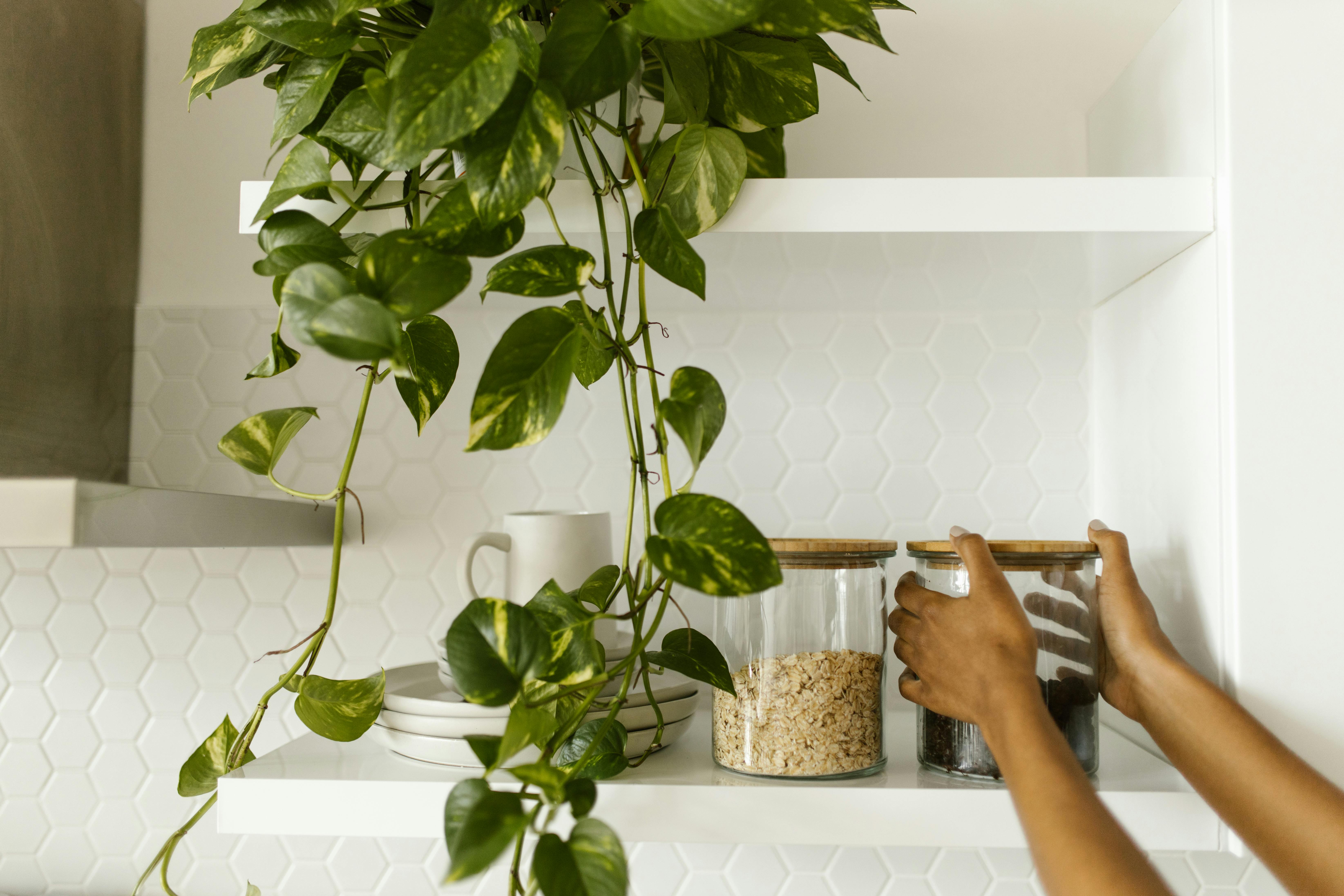 Hand placing plants on shelf stock image