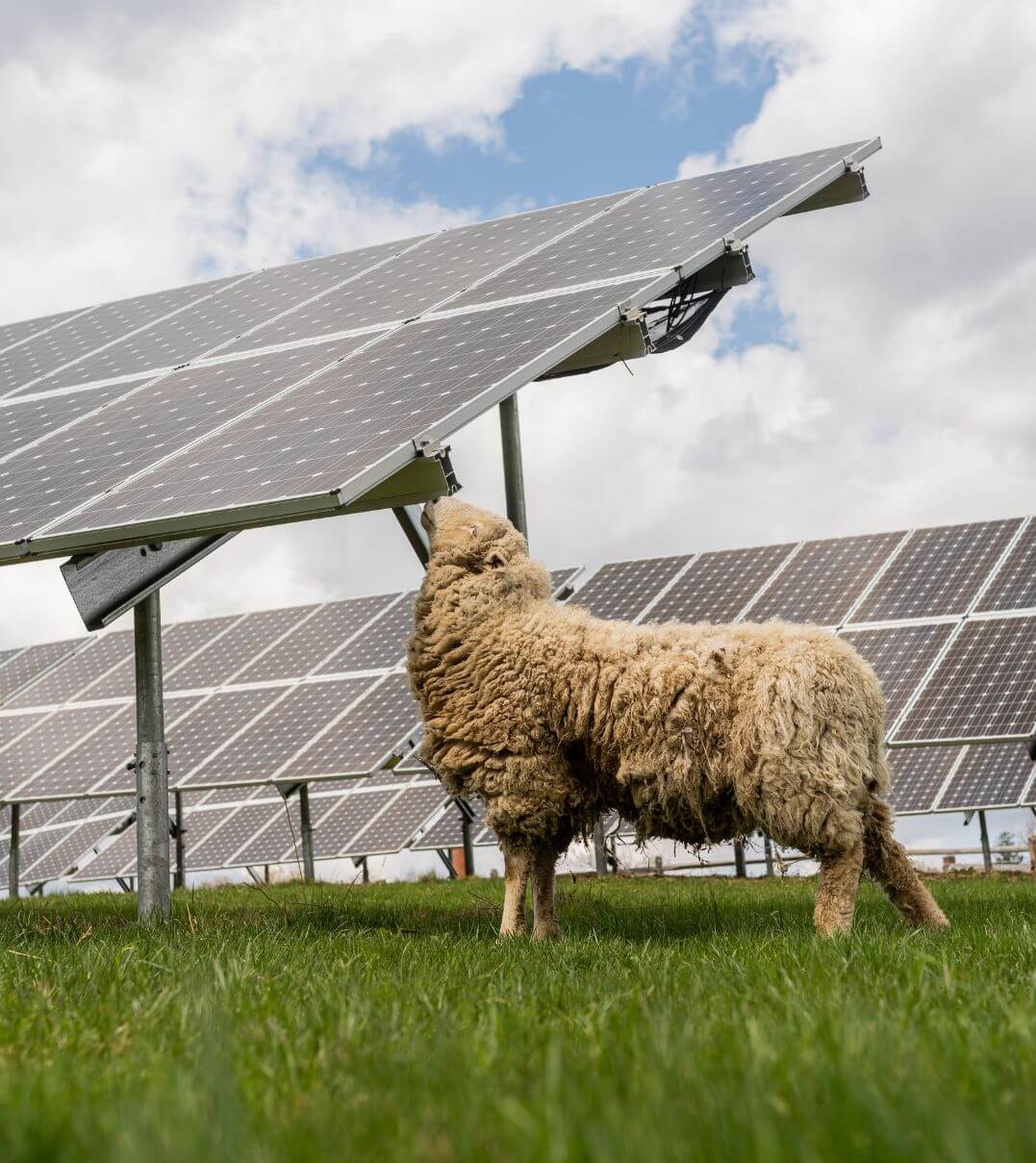 A sheep on the the KUA campus sniffing a solar panel.