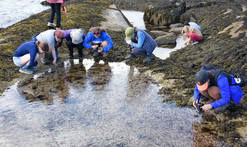 Students investigating a tidal pool.