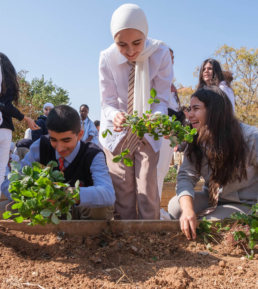 King's Academy students cultivating strawberry plants.