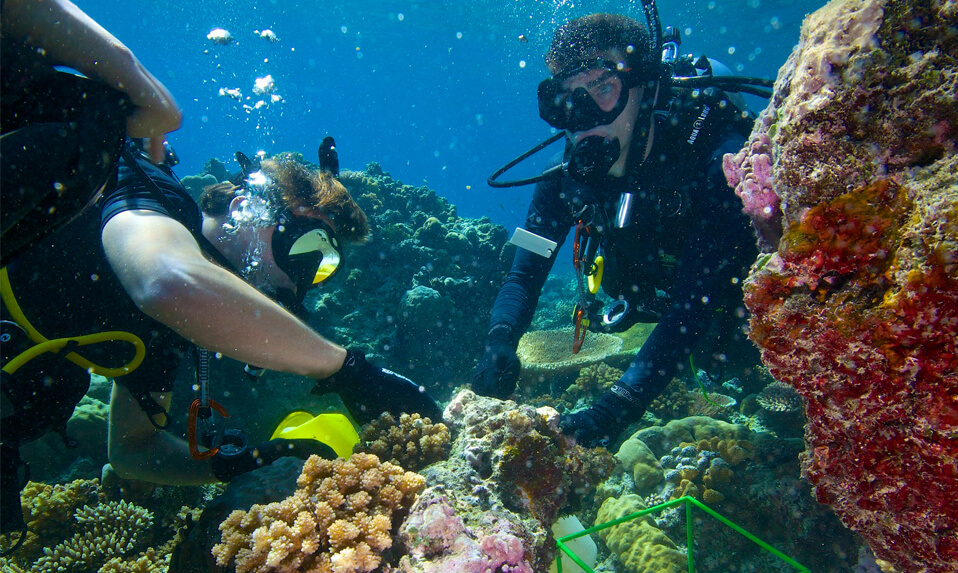 Ross Students scuba diving in a coral reef.