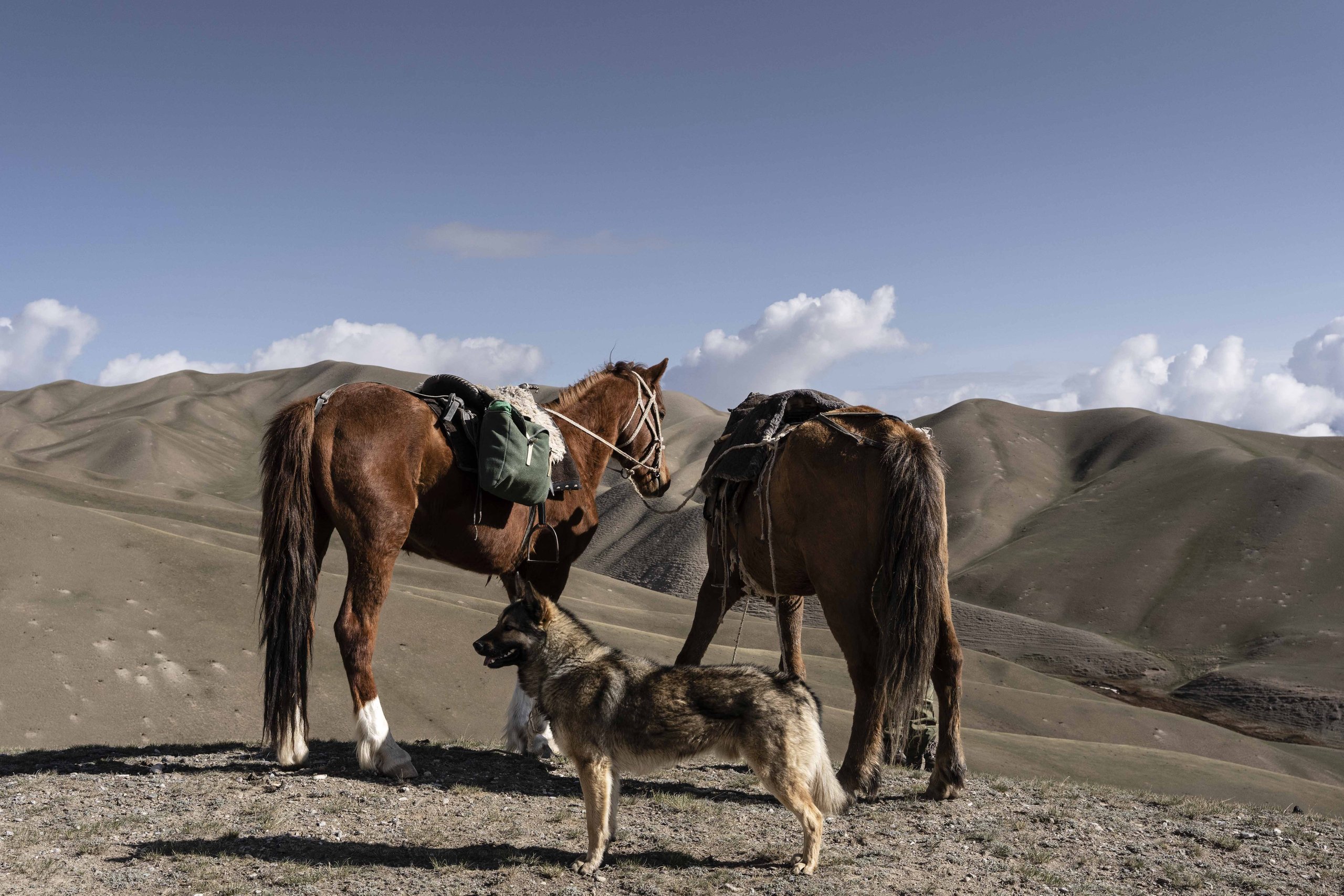 A shepherd dog standing between two saddled horses in the Kyrgyz mountains