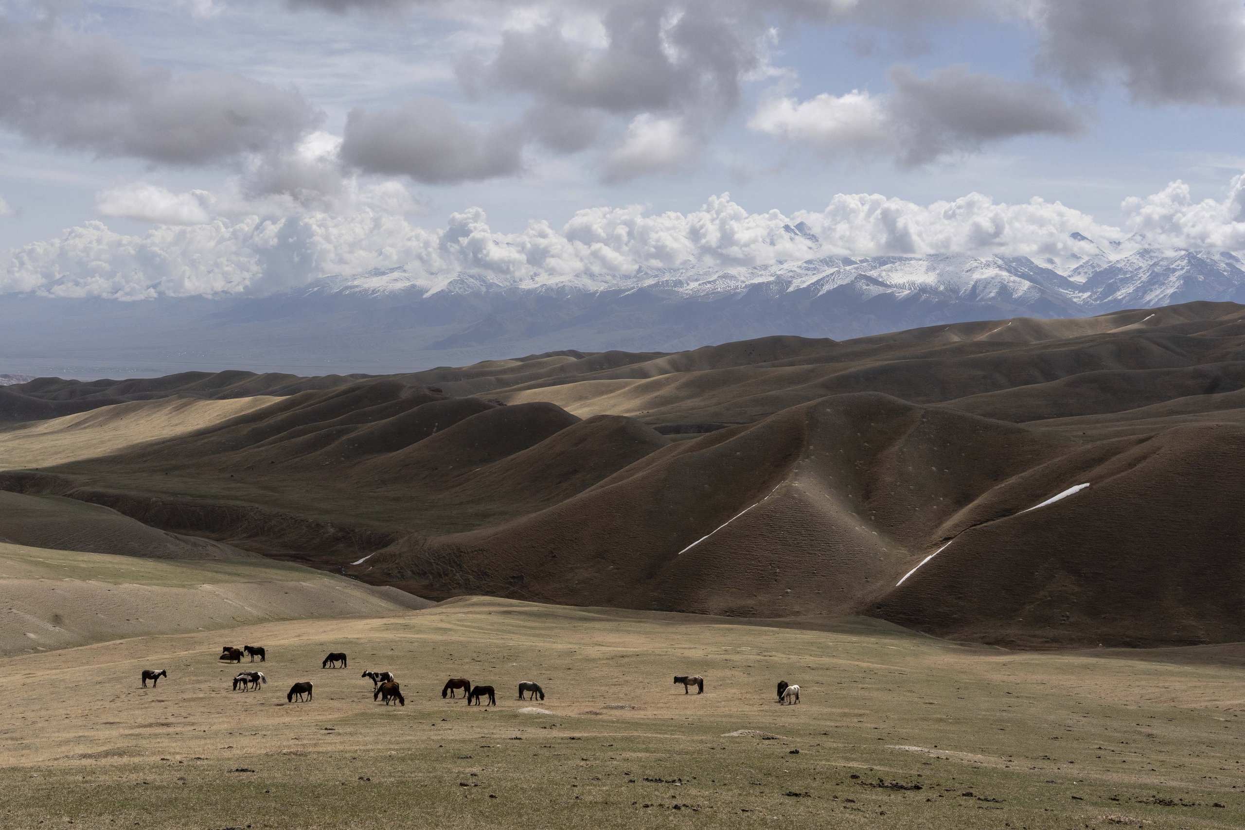 Horses grazing on a high plateau with snow-capped mountains in the distance