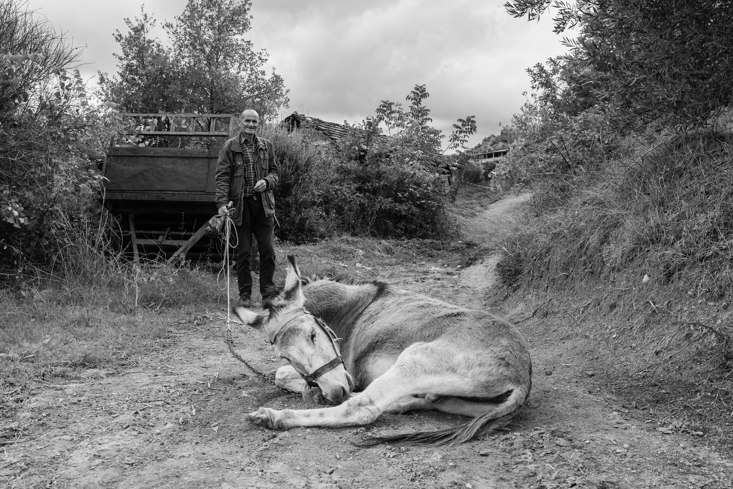 A farmer smiling next to his donkey lying on a country path, Albania