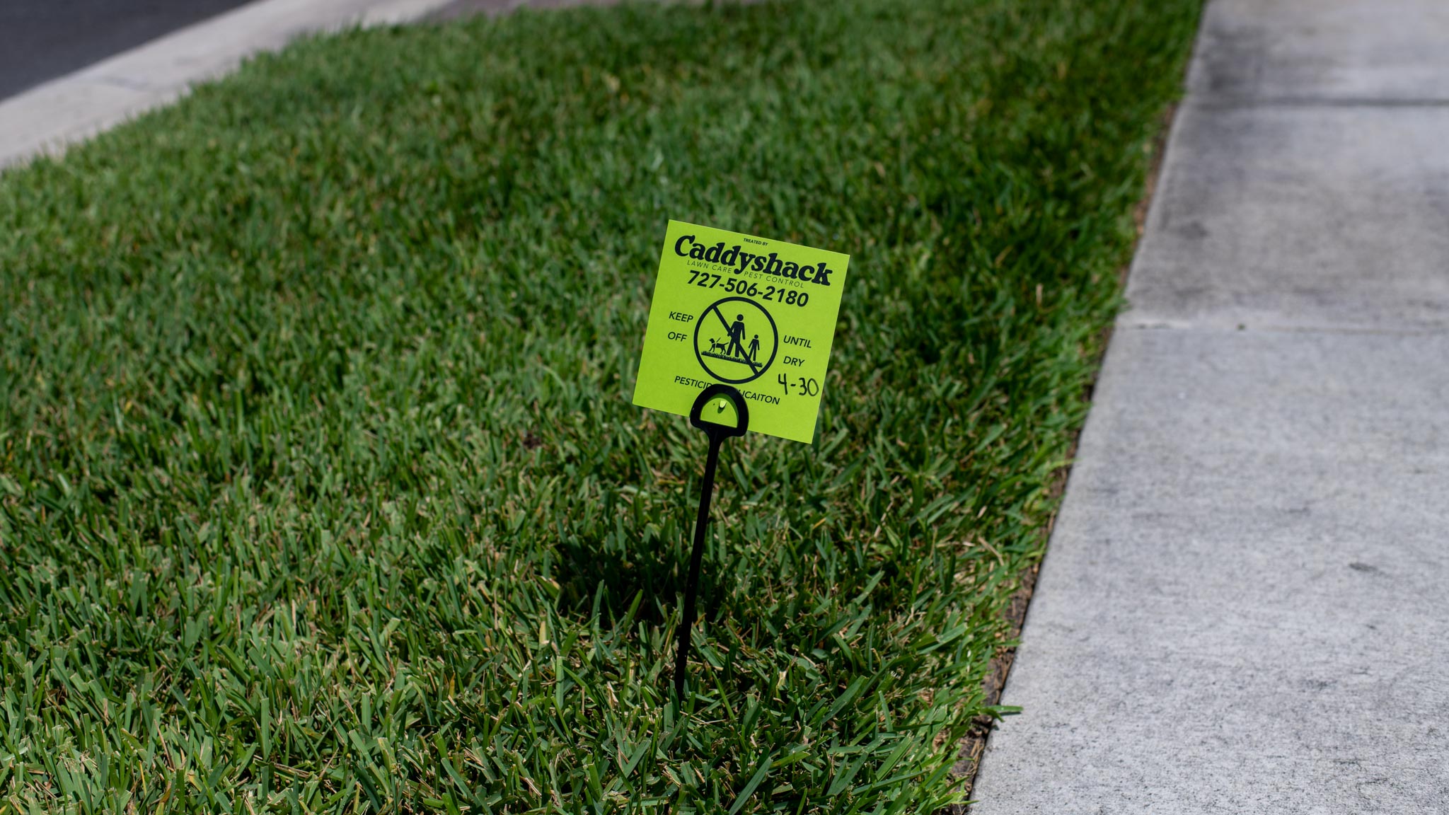 A Caddyshack lawn in Sarasota, Florida