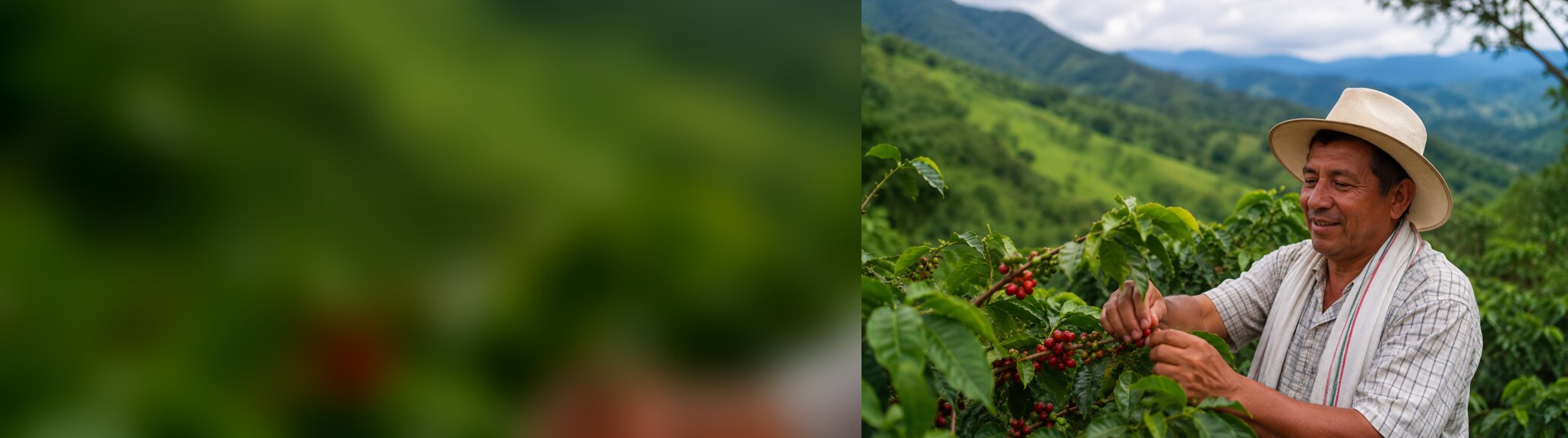 Caficultor recogiendo café en una ladera del suroccidente colombiano