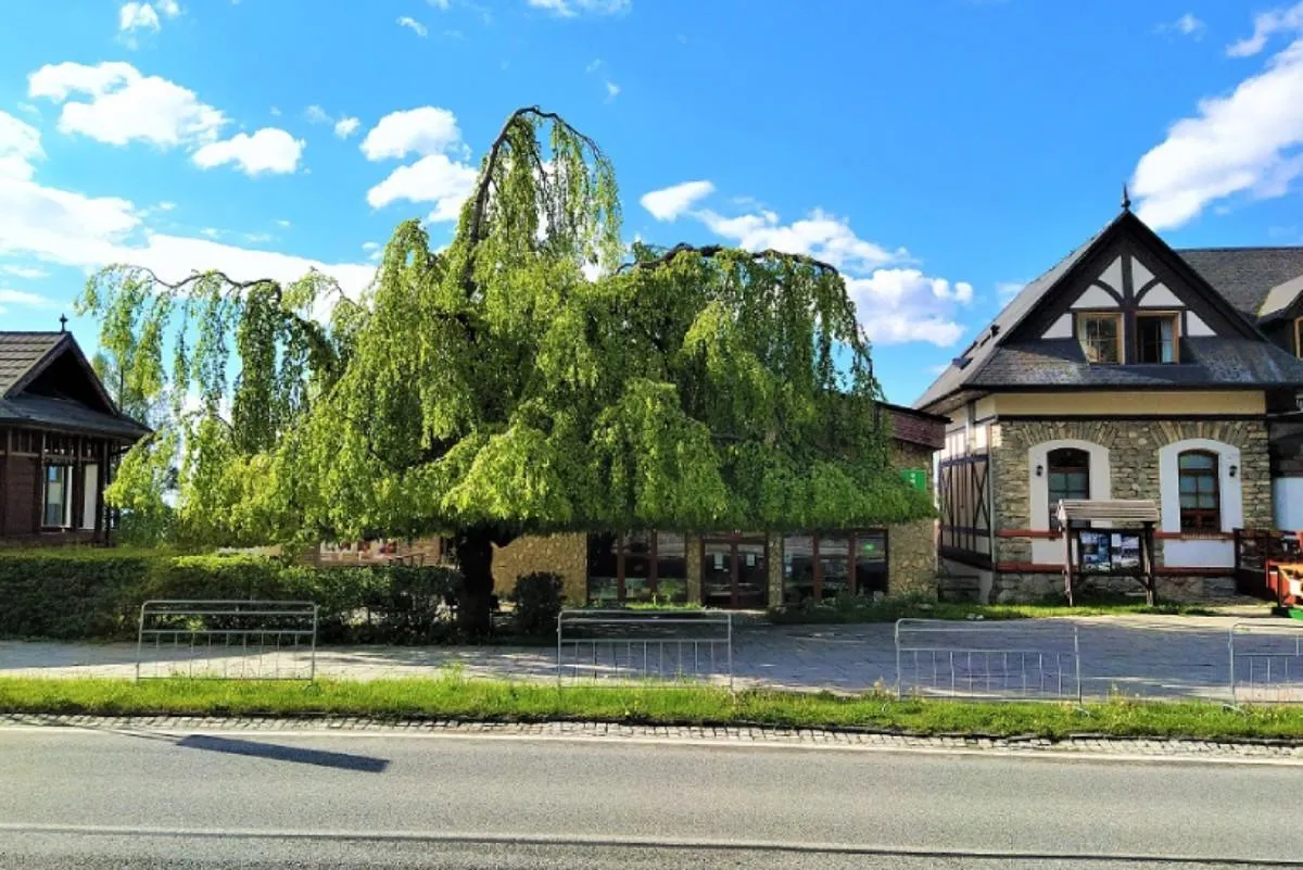 Převislý buk lesní s hustou korunou splývavých větví před budovami v tatranském architektonickém stylu, v popředí chodník se zábradlím a silnice.