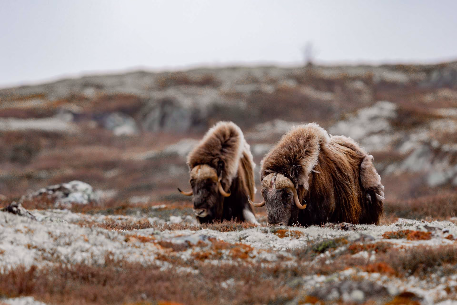 Two musk oxen with thick fur grazing on tundra with rocky and grassy terrain.