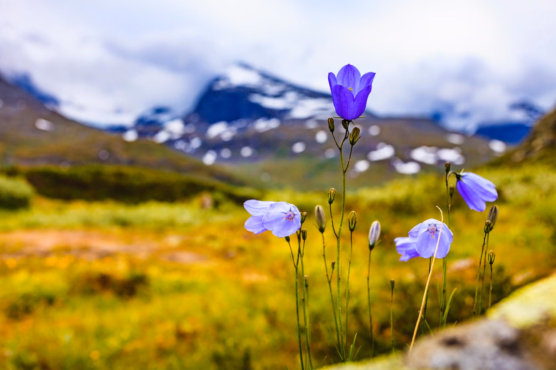 Close-up of purple bellflowers in a grassy mountain meadow with snow-capped peaks in the background.